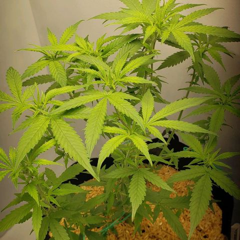 Northern Lights Auto growlog timeline photo