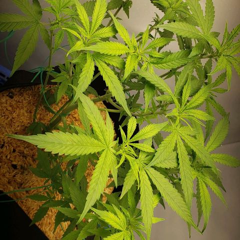 Northern Lights Auto growlog timeline photo