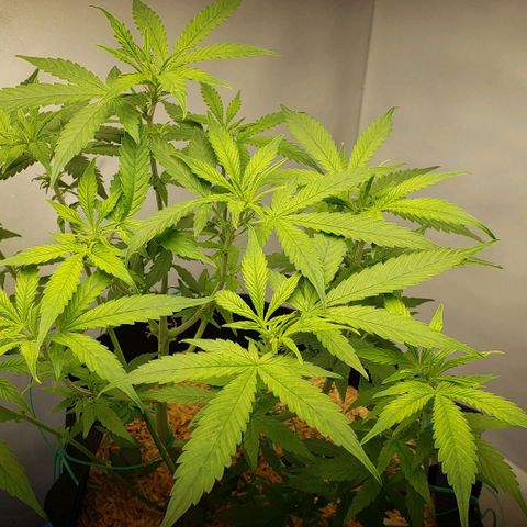 Northern Lights Auto growlog timeline photo