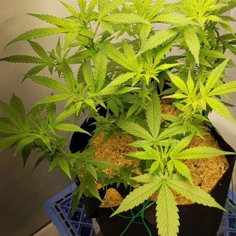 Northern Lights Auto growlog timeline photo