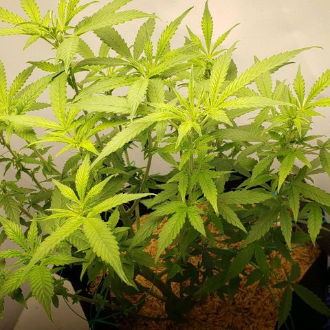 Northern Lights Auto growlog timeline photo