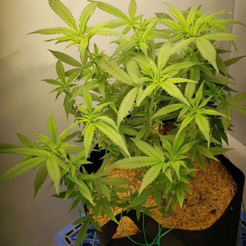 Northern Lights Auto growlog timeline photo