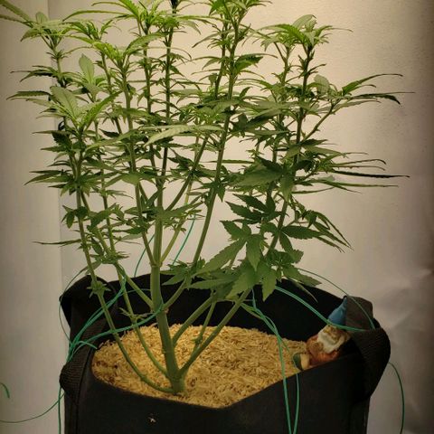 Northern Lights Auto growlog timeline photo