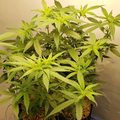 Northern Lights Auto growlog timeline photo