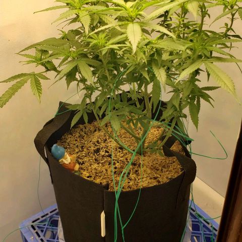 Northern Lights Auto growlog timeline photo