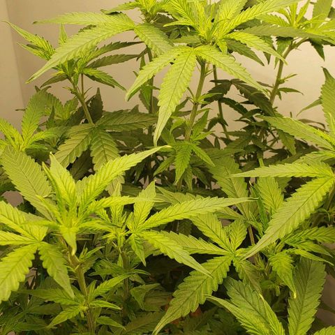Northern Lights Auto growlog timeline photo