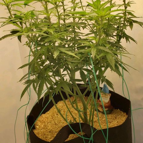Northern Lights Auto growlog timeline photo