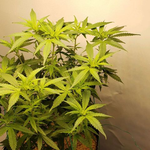 Northern Lights Auto growlog timeline photo