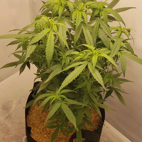 Northern Lights Auto growlog timeline photo