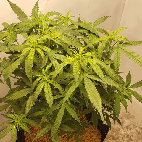 Northern Lights Auto growlog timeline photo