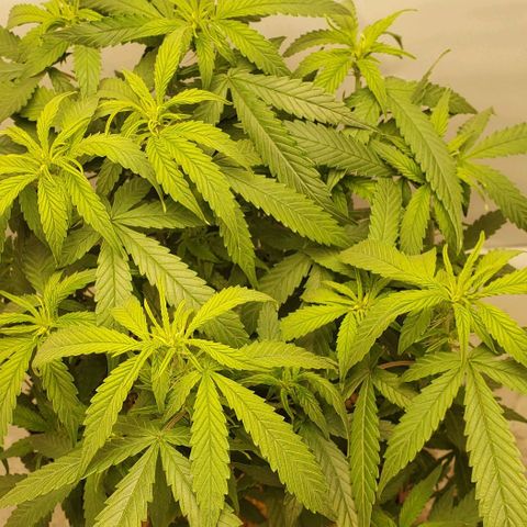 Northern Lights Auto growlog timeline photo