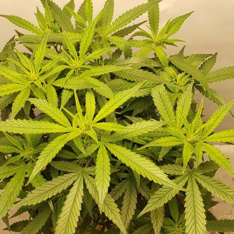 Northern Lights Auto growlog timeline photo