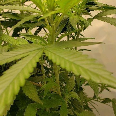 Northern Lights Auto growlog timeline photo