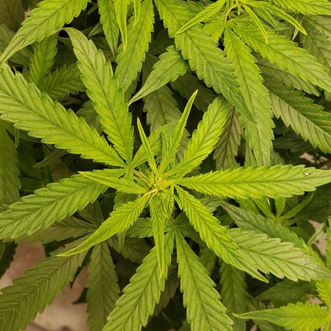 Northern Lights Auto growlog timeline photo