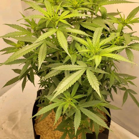 Northern Lights Auto growlog timeline photo