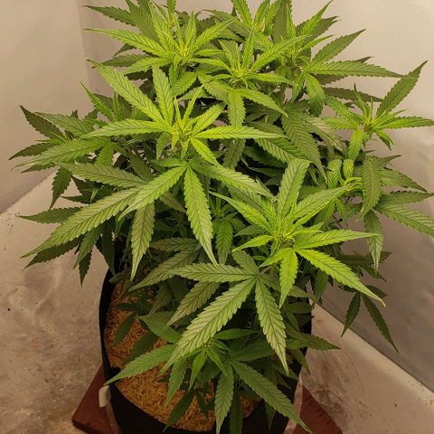 Northern Lights Auto growlog timeline photo