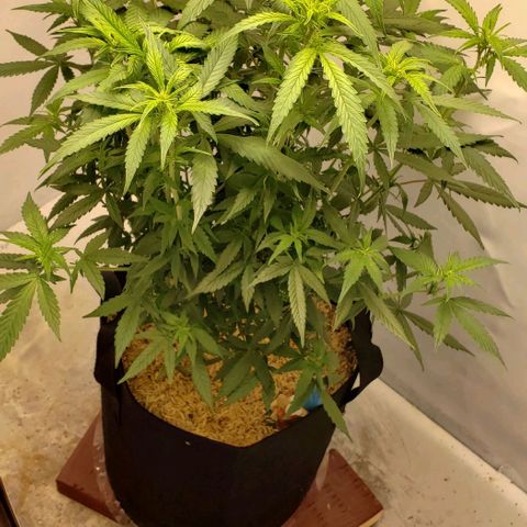Northern Lights Auto growlog timeline photo