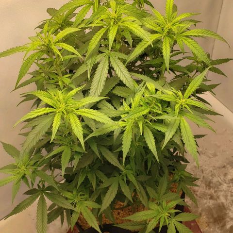 Northern Lights Auto growlog timeline photo