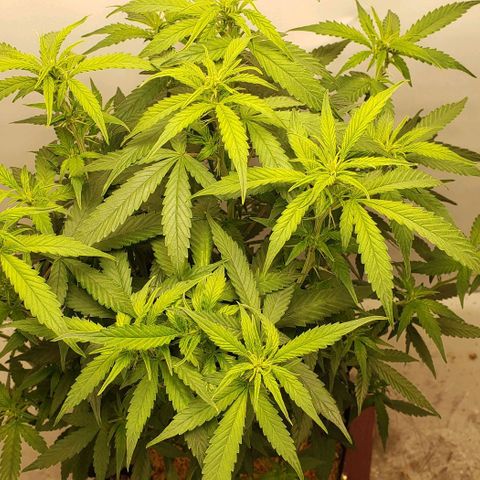Northern Lights Auto growlog timeline photo