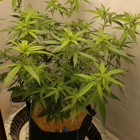 Northern Lights Auto growlog photo: Got an aluminum roast pan to keep fabric pot in, now watering 25% on top and 75% bottom feed for water. Tied her down again now and excited to see the new growth kick in!