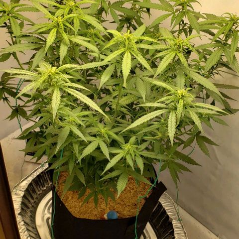 Northern Lights Auto growlog timeline photo
