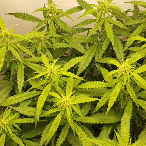Northern Lights Auto growlog timeline photo