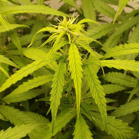 Northern Lights Auto growlog timeline photo