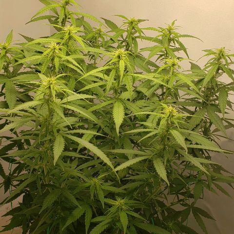 Northern Lights Auto growlog timeline photo