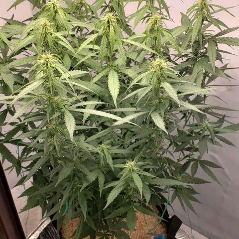Northern Lights Auto growlog photo: Added ½" of mushroom compost under seed hulls and fed 4tb of Dr Earth Flower Girl.
