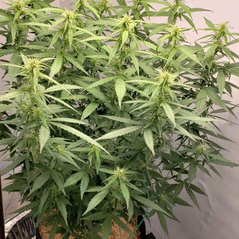 Northern Lights Auto growlog timeline photo