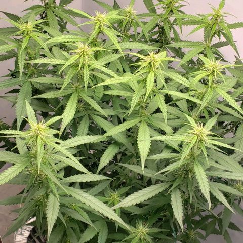 Northern Lights Auto growlog timeline photo
