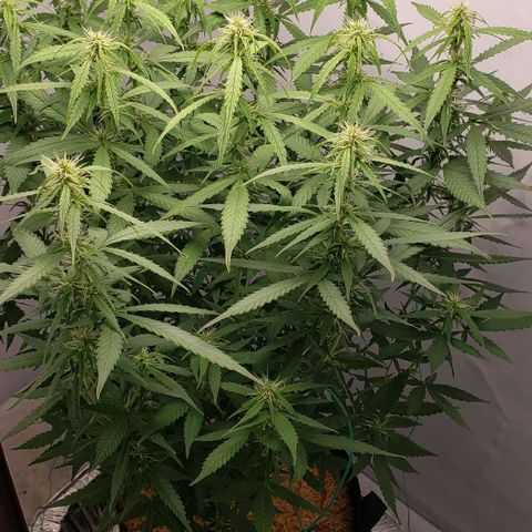 Northern Lights Auto growlog timeline photo