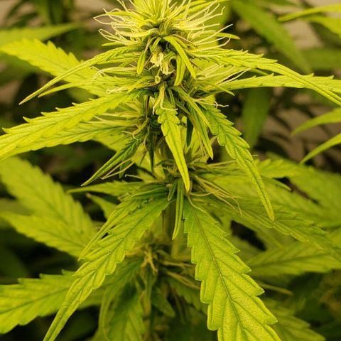 Northern Lights Auto growlog timeline photo