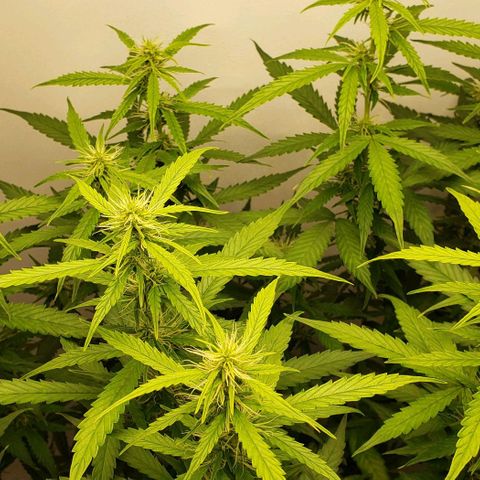 Northern Lights Auto growlog timeline photo