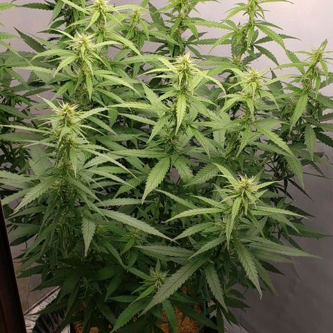 Northern Lights Auto growlog timeline photo
