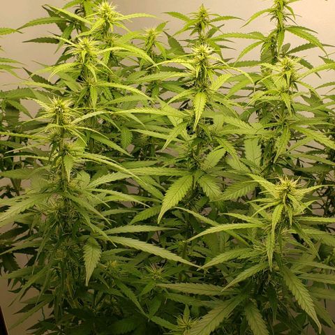 Northern Lights Auto growlog timeline photo