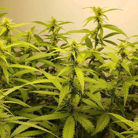 Northern Lights Auto growlog timeline photo