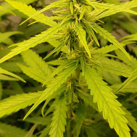 Northern Lights Auto growlog timeline photo