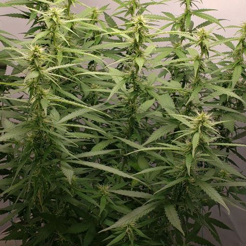 Northern Lights Auto growlog timeline photo