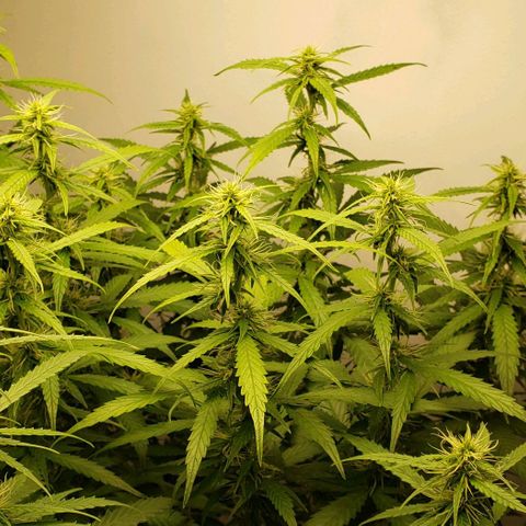 Northern Lights Auto growlog timeline photo