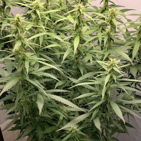 Northern Lights Auto growlog timeline photo