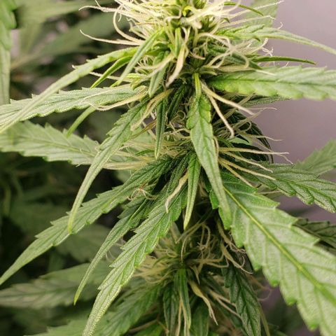 Northern Lights Auto growlog timeline photo