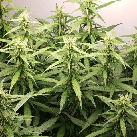Northern Lights Auto growlog timeline photo