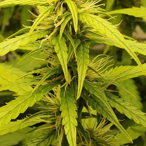 Northern Lights Auto growlog timeline photo