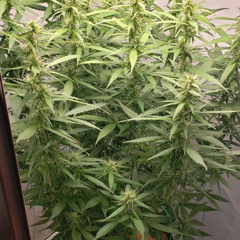 Northern Lights Auto growlog timeline photo