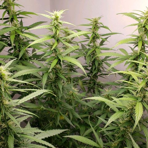 Northern Lights Auto growlog timeline photo