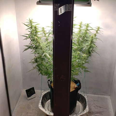 Northern Lights Auto growlog timeline photo