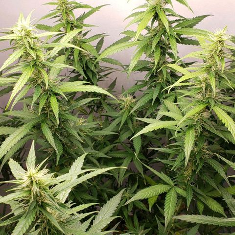 Northern Lights Auto growlog timeline photo