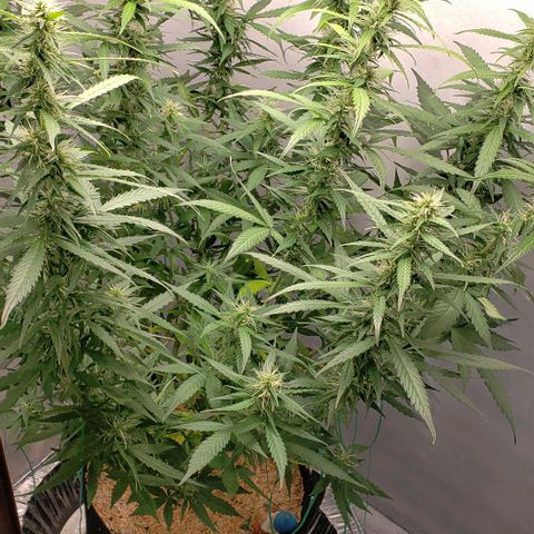 Northern Lights Auto growlog timeline photo