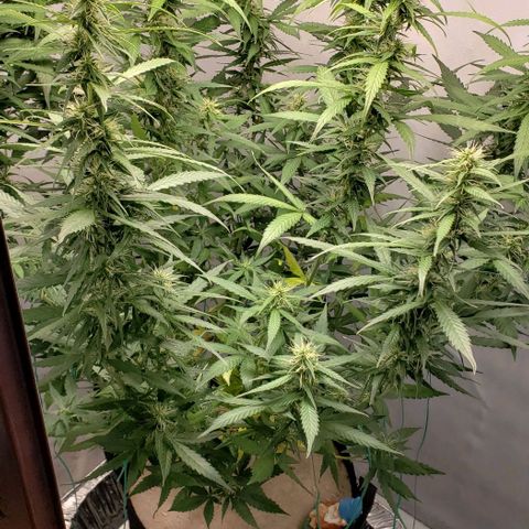 Northern Lights Auto growlog photo: Added ½" layer of playground sand to top to kill fungus gnats.